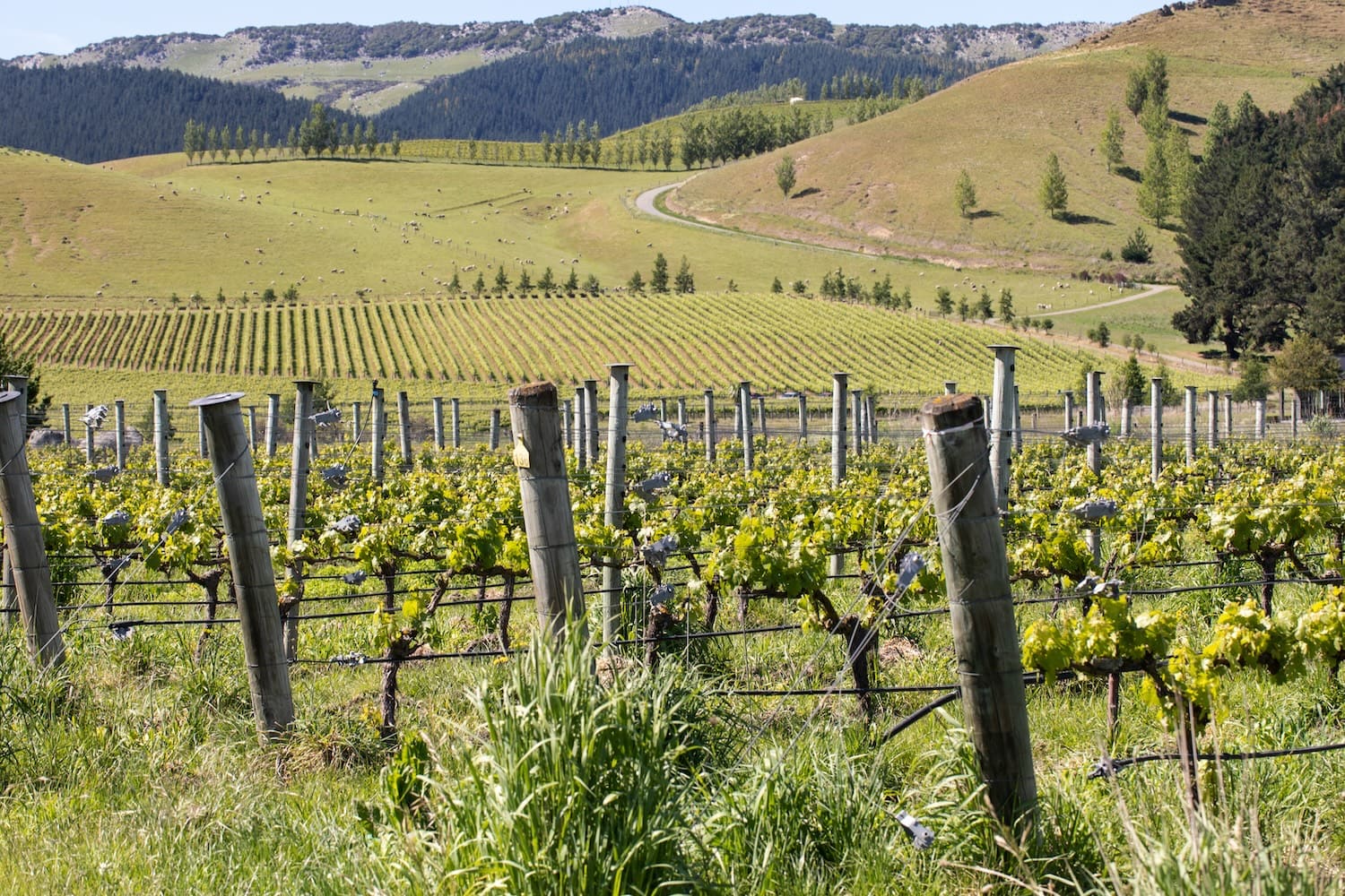 New Zealand