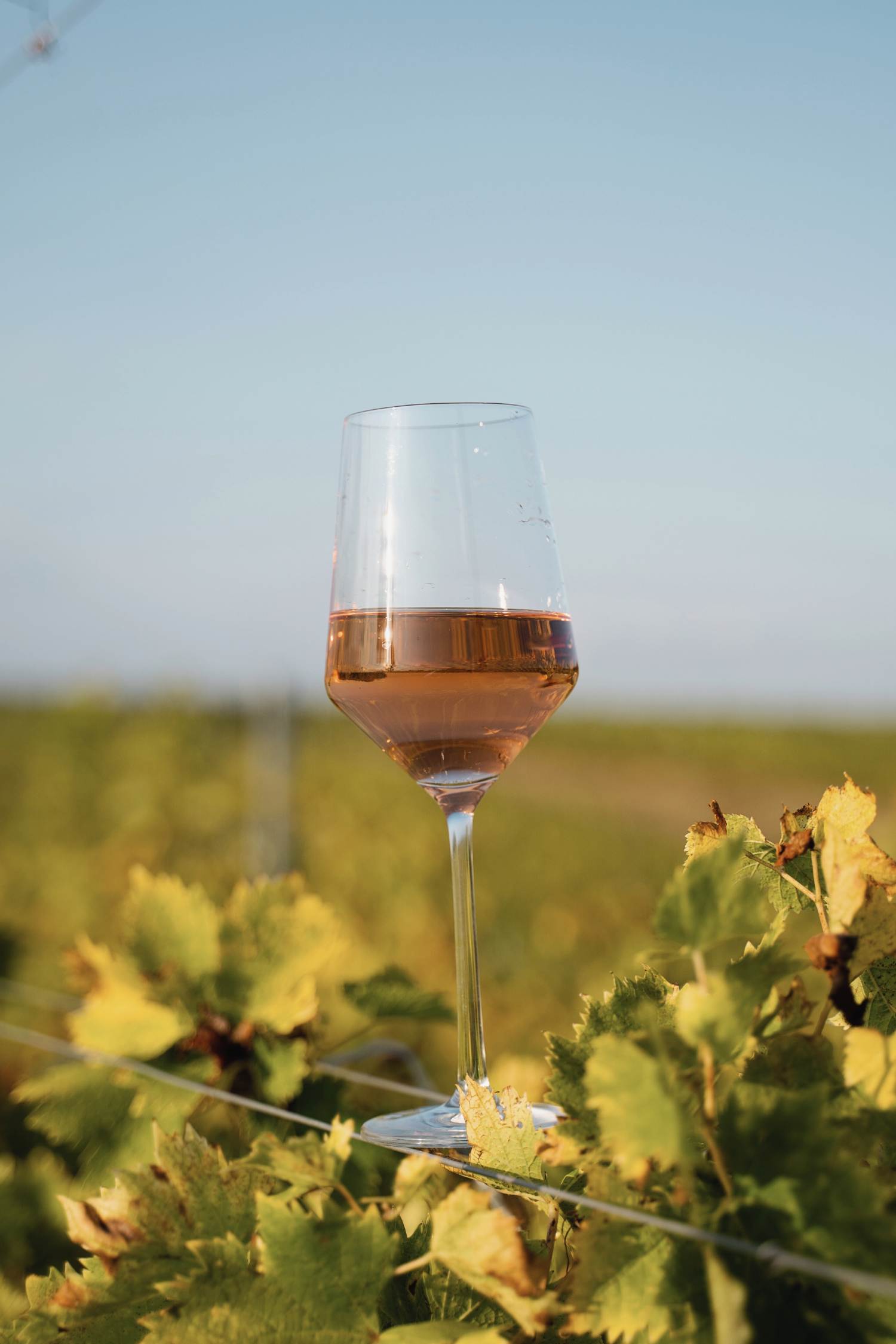 Rosévine